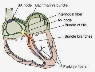 nodus sa dan av adalah|Nod AV dan SA: Sistem Elektrik Jantung